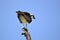 Osprey against blue skies