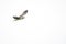 Osprey alert wings high
