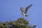 Osprey Balancing on Nest Using Wings