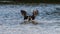 Osprey Bathing, J.N. Ding Darling National Wildlife Refuge,