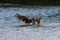 Osprey Bathing, J.N. Ding Darling National Wildlife Refuge,