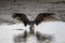 Osprey Bathing, J.N. Ding Darling National Wildlife Refuge,