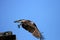 Osprey bird in flight