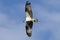 Osprey bird in flight