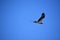 Osprey Bird in Flight Against Blue Skies