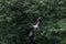 Osprey bird flying with trees in the background