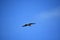 Osprey Bird Gliding with Wings in Flight