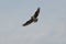 Osprey Bird with His Wing\'s Spread