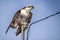 Osprey bird isolated on blue background