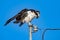 Osprey bird isolated on blue bavkground