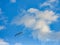 Osprey Bird of Prey Flying Through Bright Blue Sky with Fluffy Clouds