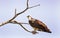 Osprey bird of prey perched on a barren branch