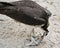 Osprey Bird Stock Photos.  Osprey bird close-up profile view eating a fish