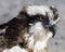 Osprey Bird Stock Photos.  Osprey Bird head close-up profile view with bokeh bacground