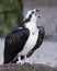 Osprey Bird Stock Photos.  Osprey Bird profile view