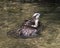 Osprey Bird Stock Photos.  Osprey Bird profile view. Picture. Portrait. Image. Bathing bird