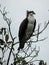 Osprey bird in tree