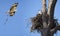 An Osprey Bringing in an Addition Stick to It`s Mate and to Their Nest