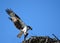 Osprey bringing dinner