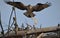 Osprey bringing material to build his nest