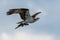 Osprey bringing Nesting Material