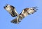 Osprey Bringing Stick to Add to It\'s Nest