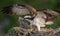 Osprey building a nest