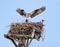 Osprey building nest, Jamaica Bay, Queens, New York City