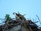 Osprey calling mate from nest on Cayuga Lake