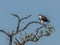 An Osprey Calling to his Mate in a Tree