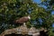 Osprey Calling on a Tree