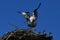 Osprey carries a branch to build a nest