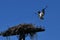 Osprey carries a branch to build a nest