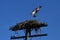 Osprey carries a branch to build a nest