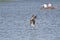 Osprey Carrying a Caught Fish Past Two Fishermen