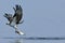 Osprey Carrying Fish