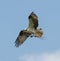 Osprey Carrying Nesting Material