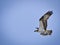 Osprey with Catch