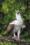 Osprey with catch of the day.