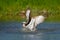 Osprey catch fish. Flying osprey with fish. Action scene with bird in the nature water habitat. Osprey with fish in fly. Bird of p