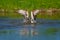 Osprey catch fish. Flying osprey with fish. Action scene with bird, nature water habitat. Osprey with fish fly. Bird of prey with