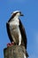 Osprey with a catch on a light pole