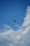 Osprey with Catch over Lake Pueblo State Park