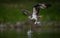 Osprey catches a Fish