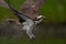 Osprey catches a Fish