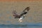 Osprey catches a fish and grasps it in his talons