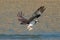 Osprey catches a fish from the lake and grasps it in his talons.