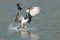 Osprey catches a fish from the lake and grasps it in his talons.