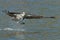 Osprey catches a fish from the lake and grasps it in his talons.