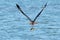 Osprey catches two fish